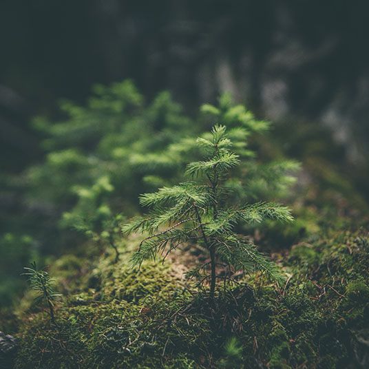 Et Mål Om Co2 Fri Fremtid Mobil